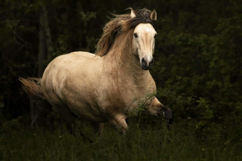 Élevage d'Harmony, chevaux de couleur typés iberiques et éducation des poulains