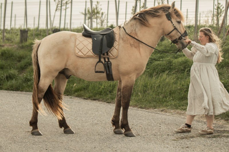 Élevage d'Harmony, chevaux de couleur typés iberiques et éducation des poulains - photo 2
