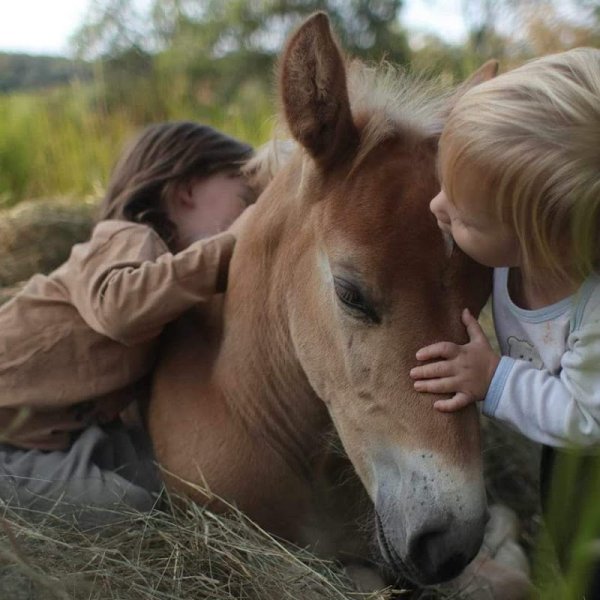 Élevage d'Harmony, chevaux de couleur typés iberiques et éducation des poulains - photo 3