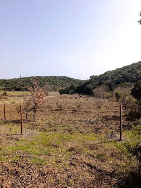 Les Chevaux de Valensole