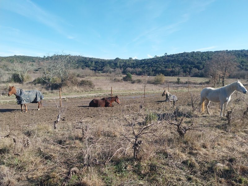 Les Chevaux de Valensole - photo 2