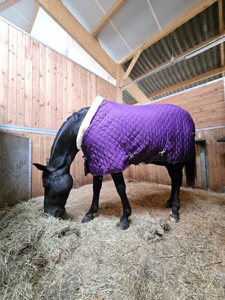 Transit cheval Lyon - photo 2