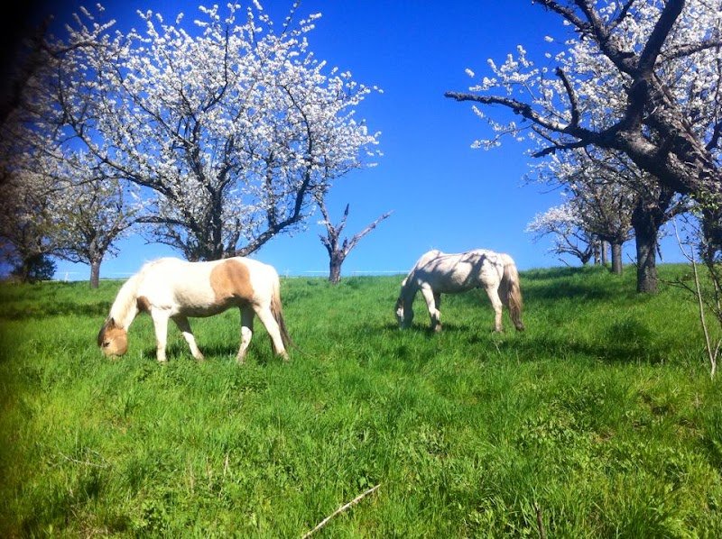 Ecurie du Chambost - photo 3