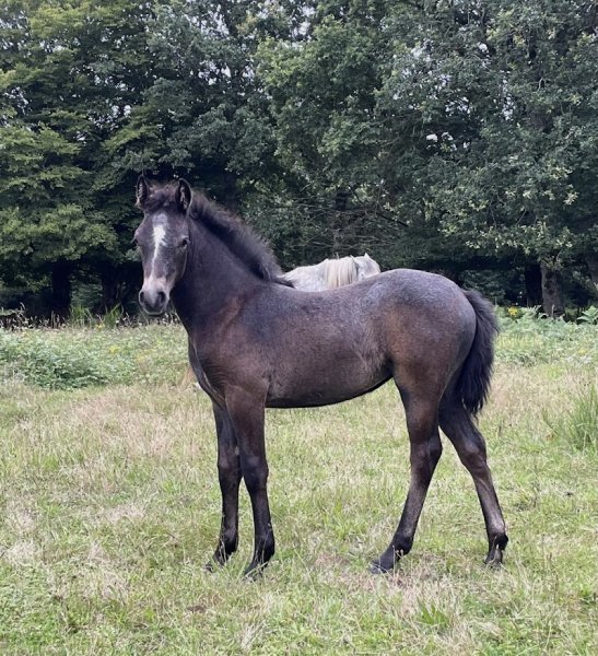 Écurie de la Motte aux rochers - photo 1