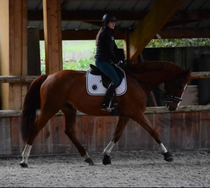 Écurie l'or du Rocher - photo 1