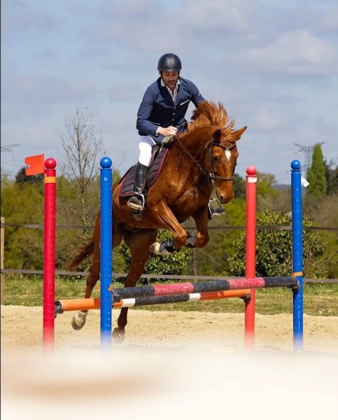 Écurie l'or du Rocher - photo 2