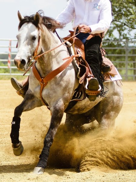Les écuries du Domaine de Chaboud