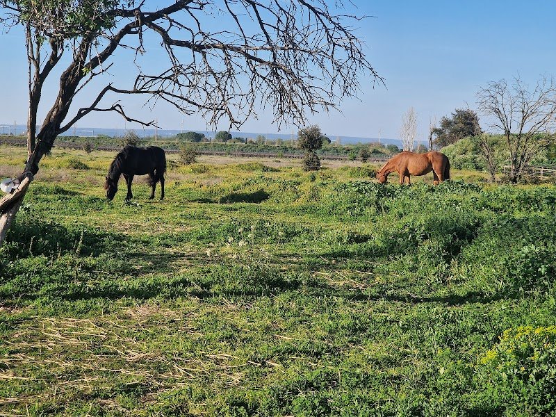 L' écurie verte - photo 3