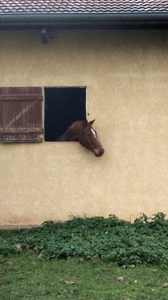 Ecuries de Flacey - photo 2