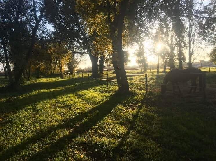 Les écuries de l'Estey-Fleuri | Écurie de propriétaires CSO Bordeaux - photo 2