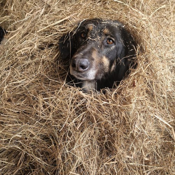 Ecuries All Star - photo 3