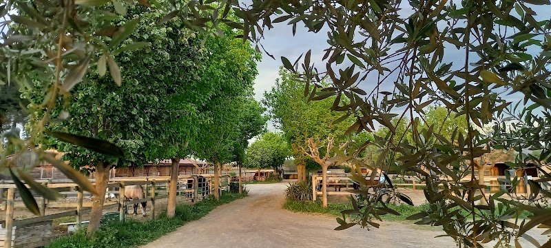 ÉCURIES des MOULIÈRES - pension pour chevaux - Cournonterral - Montpellier - Gigean - St Jean de Vedas
