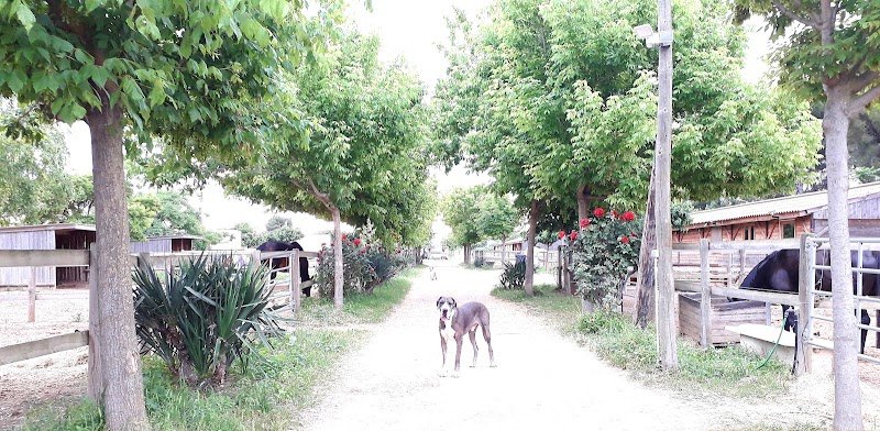 ÉCURIES des MOULIÈRES - pension pour chevaux - Cournonterral - Montpellier - Gigean - St Jean de Vedas - photo 3