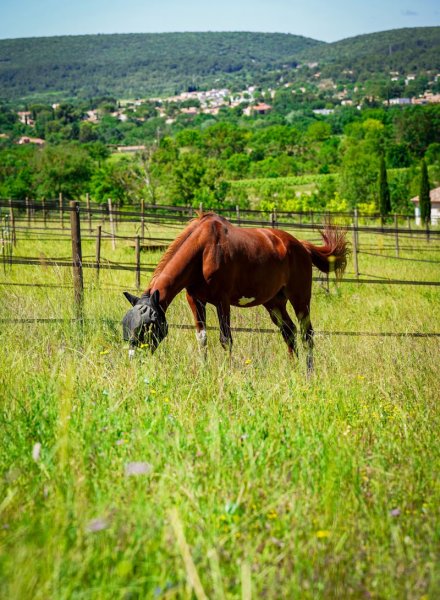 ECURIE BELMONTE - photo 3