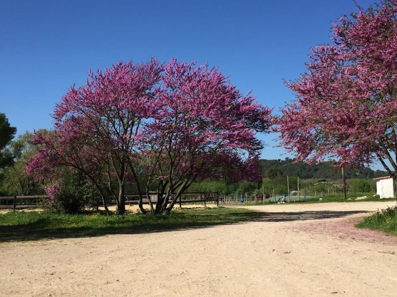 ÉCURIE DU MAS DE GENTIL BY 2 T JUMP