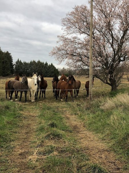 ECURIE DU CAMBOU - photo 2