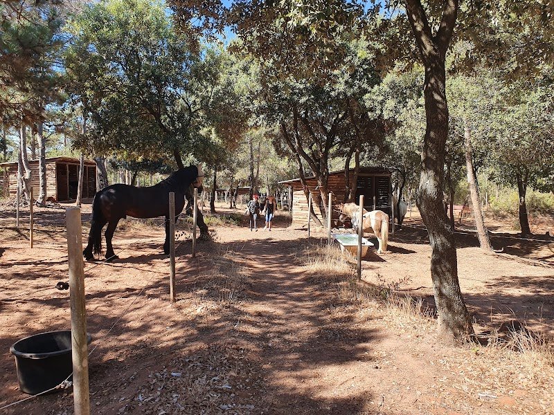 L'écurie des chênes - photo 1