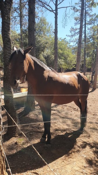 L'écurie des chênes - photo 2