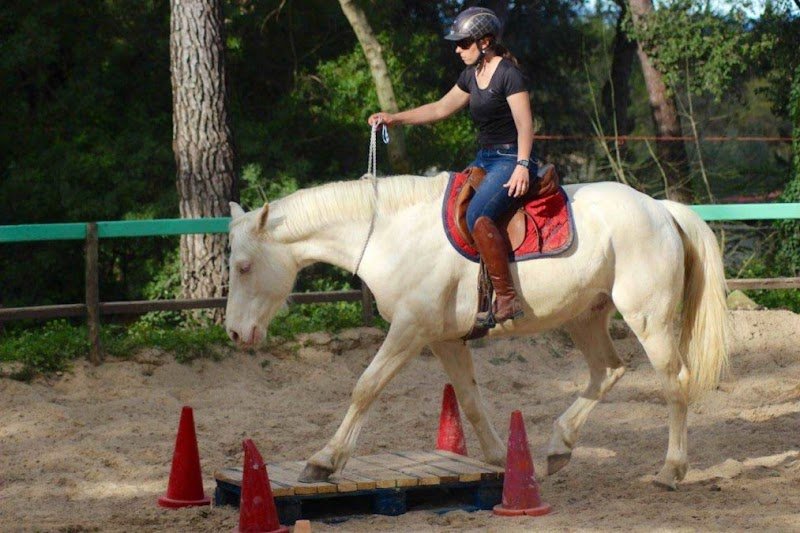 Domaine du Reganel pension chevaux à côté de Saint Gely du Fesc et Montpellier - photo 3