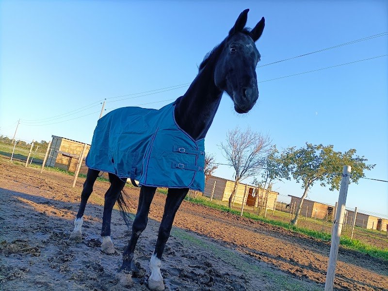 Écurie de Gymnastique Équestre - photo 3