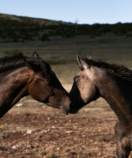 Les écuries du Méjean - photo 2