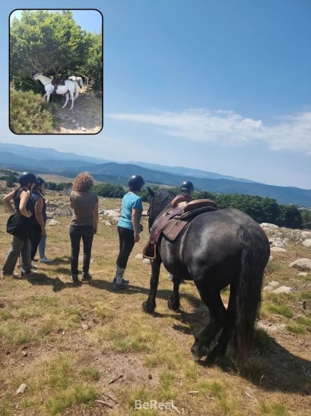 Les crinières transhumantes | Balade à cheval Mont Lozère - photo 2