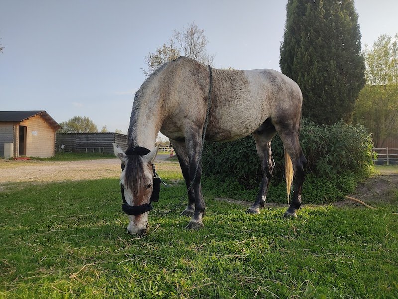 LES ECURIES DE LA COLOMBE - photo 2