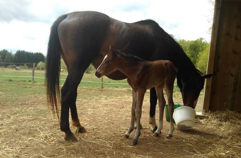 Écurie de propriétaires - Les Lavaudes