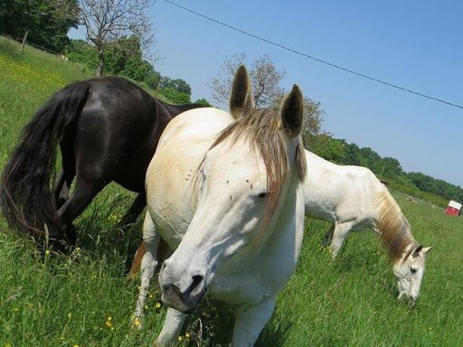 Écurie de propriétaires - Les Lavaudes - photo 3