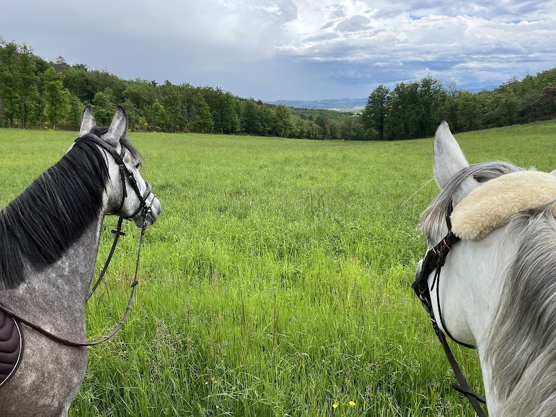 Ecurie de la Vizade - photo 2