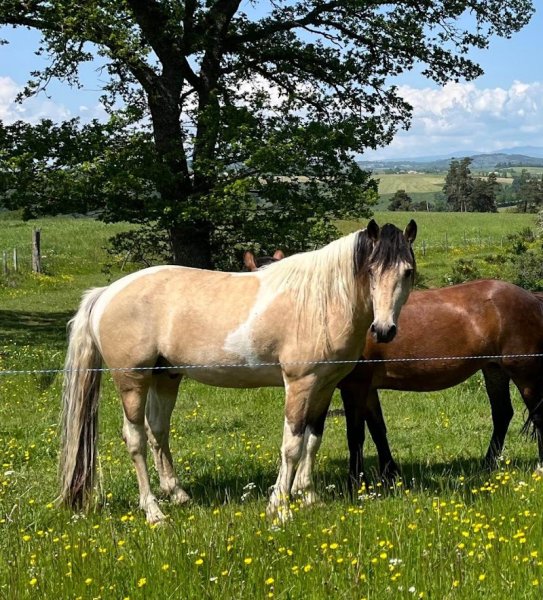 Ecuries du Préfontaine - photo 2
