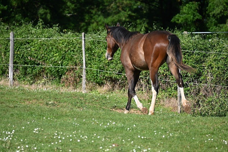 Ecurie du Roux - photo 1