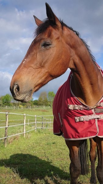 Écuries Karine roux 87 - photo 3