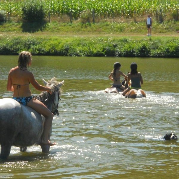 Ferme équestre Au Paradis des Chevaux