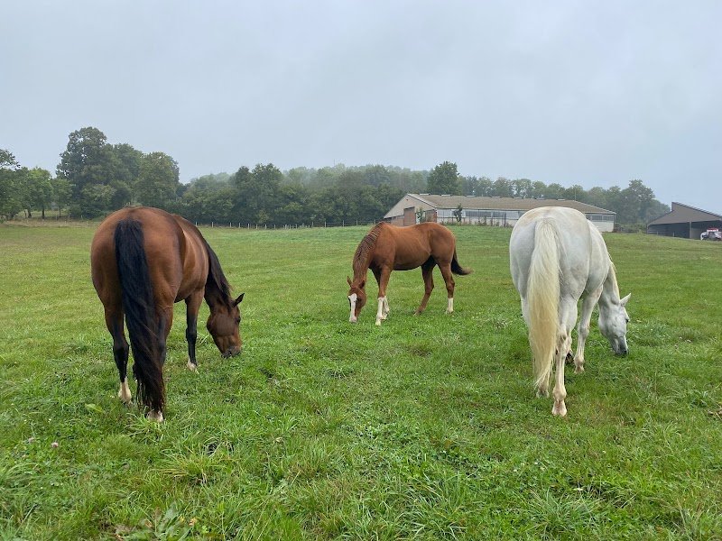 Gaec Thérond Villaret - Les Ecuries de Corail - photo 1