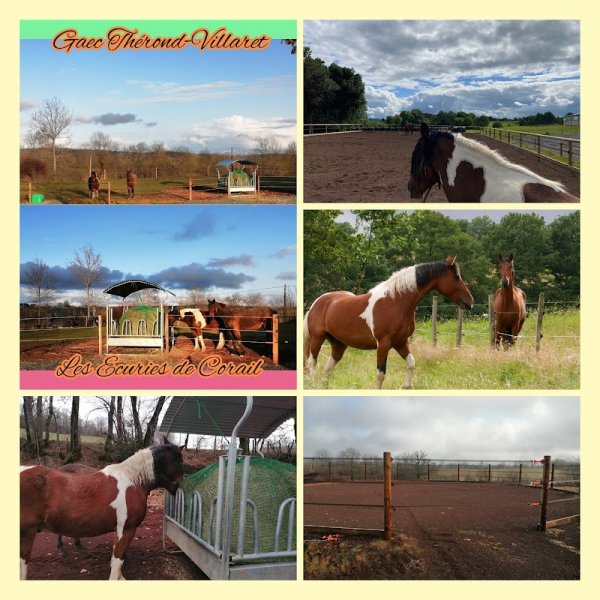 Gaec Thérond Villaret - Les Ecuries de Corail - photo 3