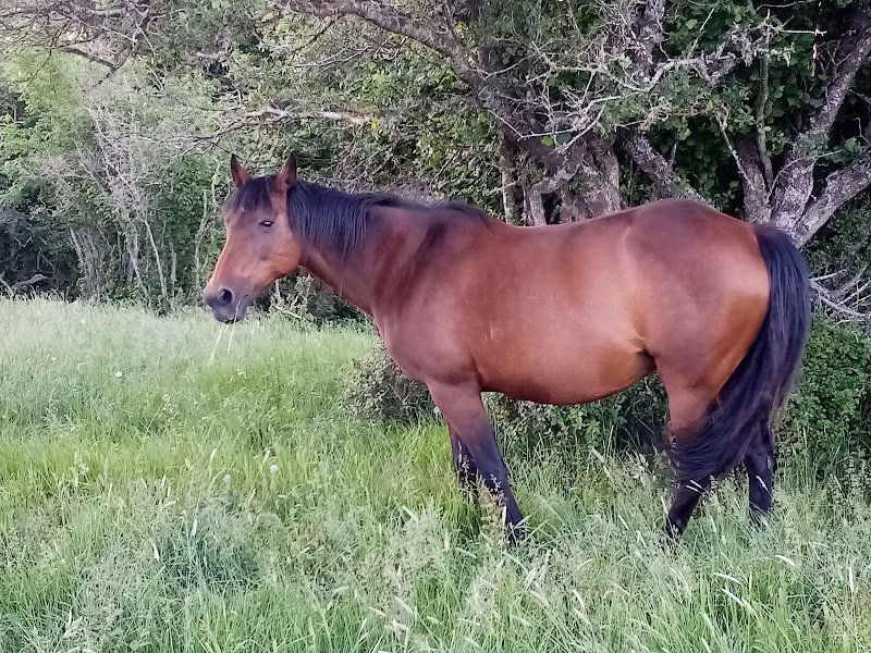ÉCURIE DE LA FONTAINE LE BRU 15500 CHARMENSAC - photo 1