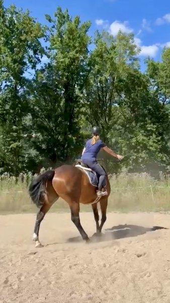 Équigogie - Les écuries de Pépanie - photo 3