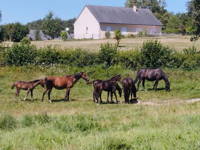 haras du peyroux - photo 3