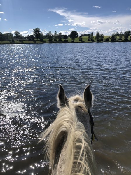 Les Cavaliers de l'étang - photo 2