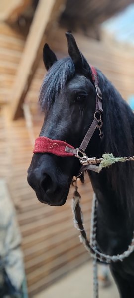 Écurie de la doire - photo 1