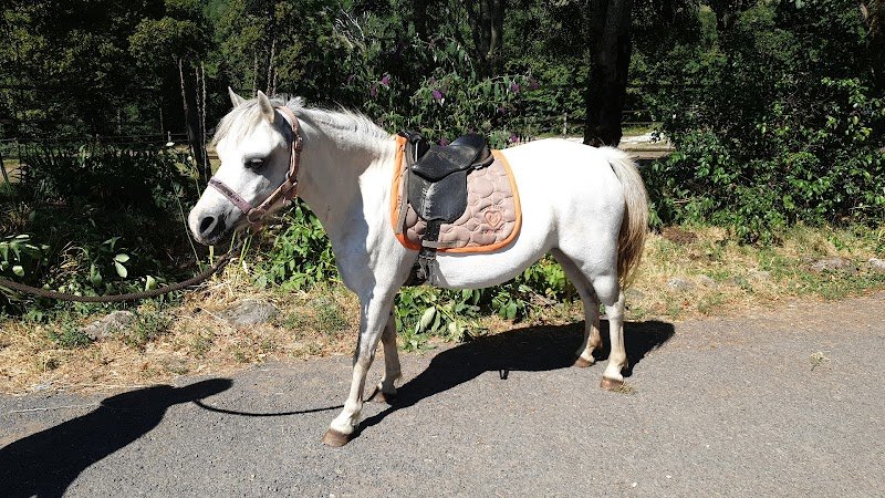 Écurie de la doire - photo 3