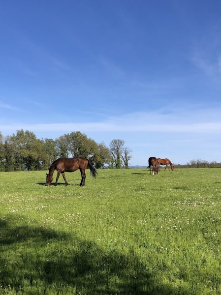 Ecuries de Malebarthe - photo 2