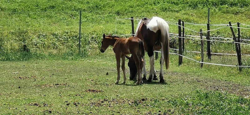 Ecurie Gatt - photo 1