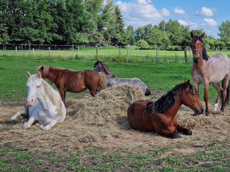 Ecurie Gatt - photo 2