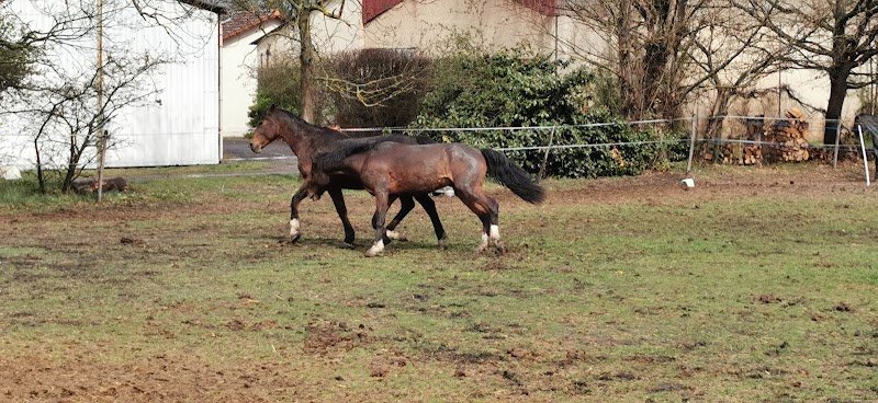 Ecurie Gatt - photo 3