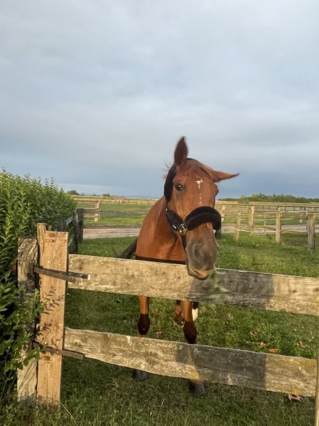 Site Equestre La Vendée Ecurie Laporte - photo 3