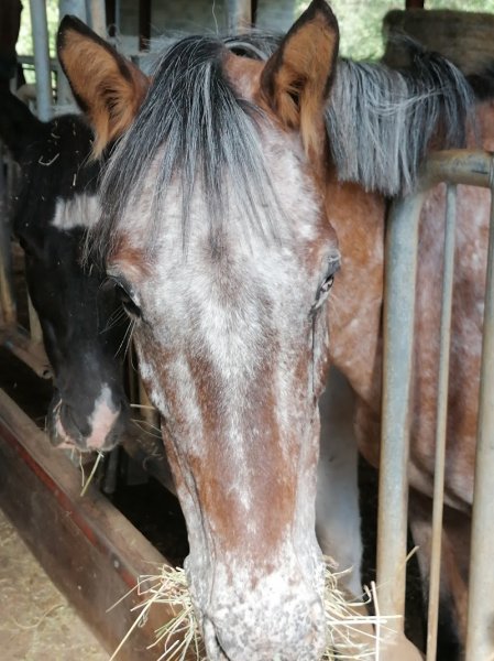 EARL du Haras de Gerbal