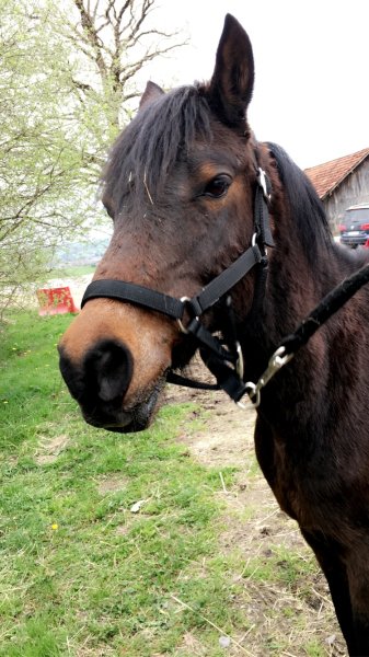 EARL du Haras de Gerbal - photo 2