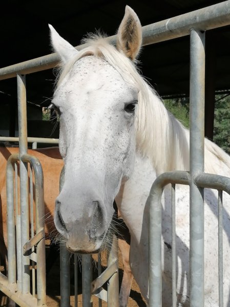 EARL du Haras de Gerbal - photo 3